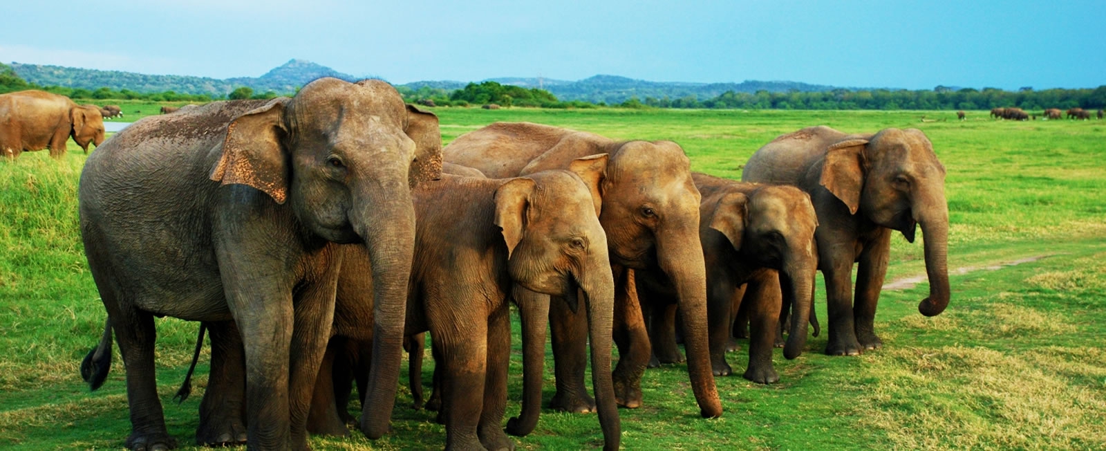 elephantsSrilanka
